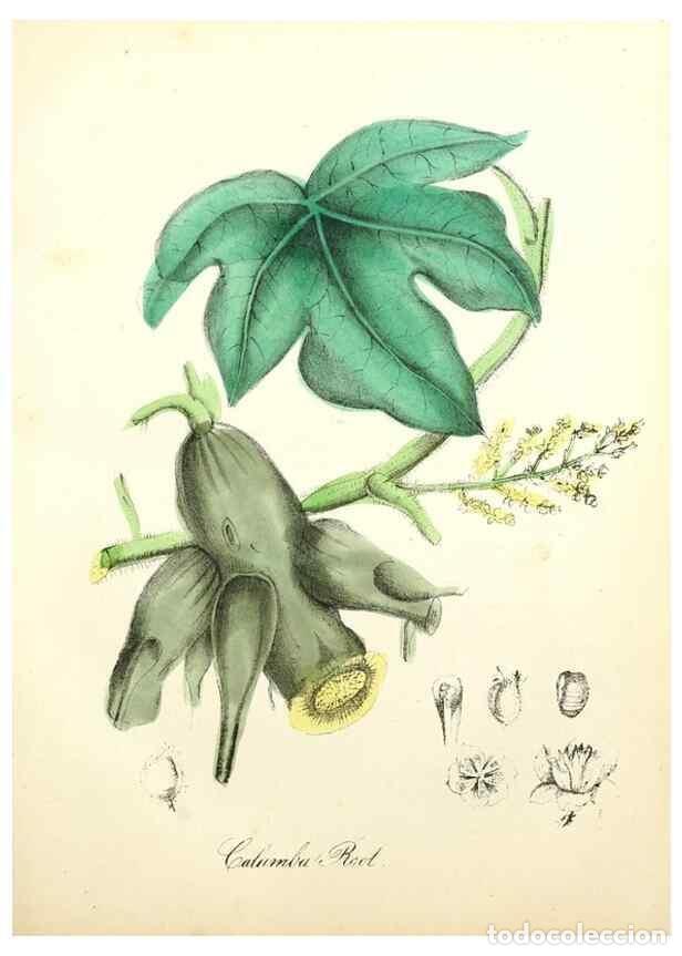 Sammeln von Zeitschriften und Zeitungen: Reproducci&oacute;n/Reproduction 8079581034: The American flora :. New York :Hull & Spencer,1855. - Strong,