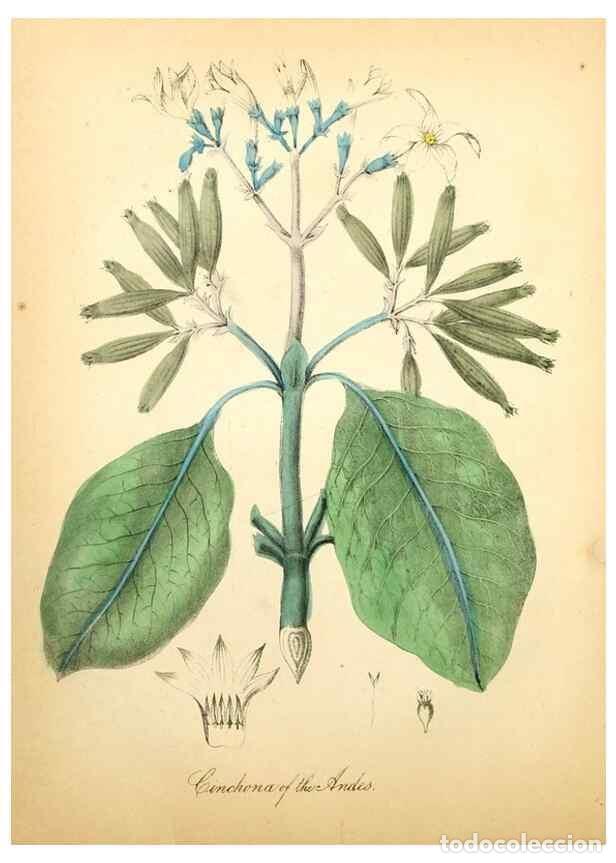 Colecionismo de Revistas e Jornais: Reproducci&oacute;n/Reproduction 8079582485: The American flora :. New York :Hull & Spencer,1855. - Strong,