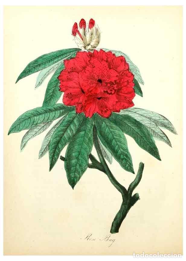 Coleccionismo de Revistas y Peri&oacute;dicos: Reproducci&oacute;n/Reproduction 8079576408: The American flora :. New York :Hull & Spencer,1855. - Strong,