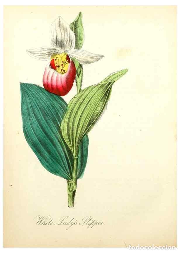 Colecionismo de Revistas e Jornais: Reproducci&oacute;n/Reproduction 8079588139: The American flora :. New York :Hull & Spencer,1855. - Strong,