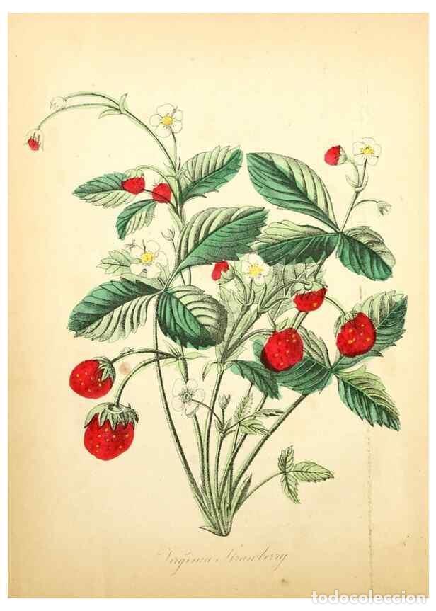 Collection Magazines and Newspapers: Reproducci&oacute;n/Reproduction 8079574012: The American flora :. New York :Hull & Spencer,1855. - Strong,