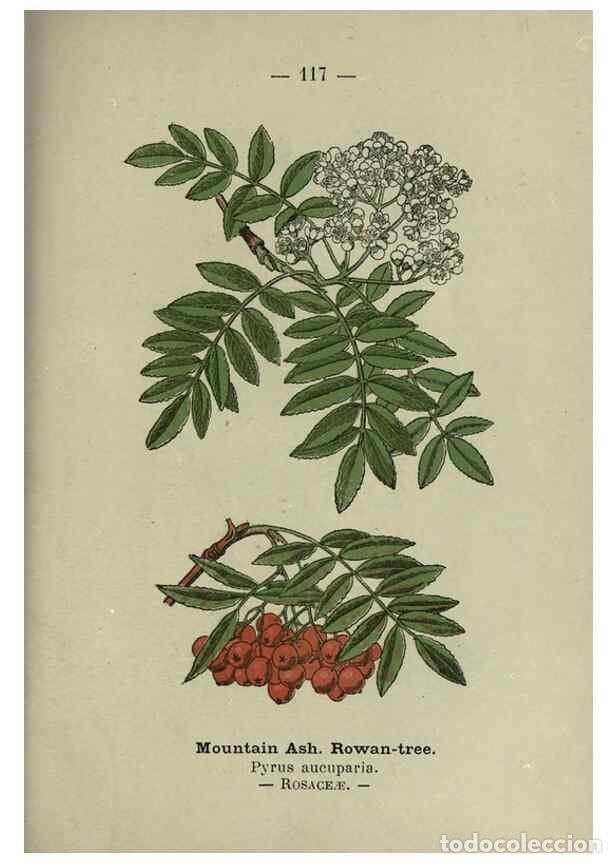 Sammeln von Zeitschriften und Zeitungen: Reproducci&oacute;n/Reproduction 8747796734: Wayside and woodland blossoms :. London ;F. Warne,1895. - Step