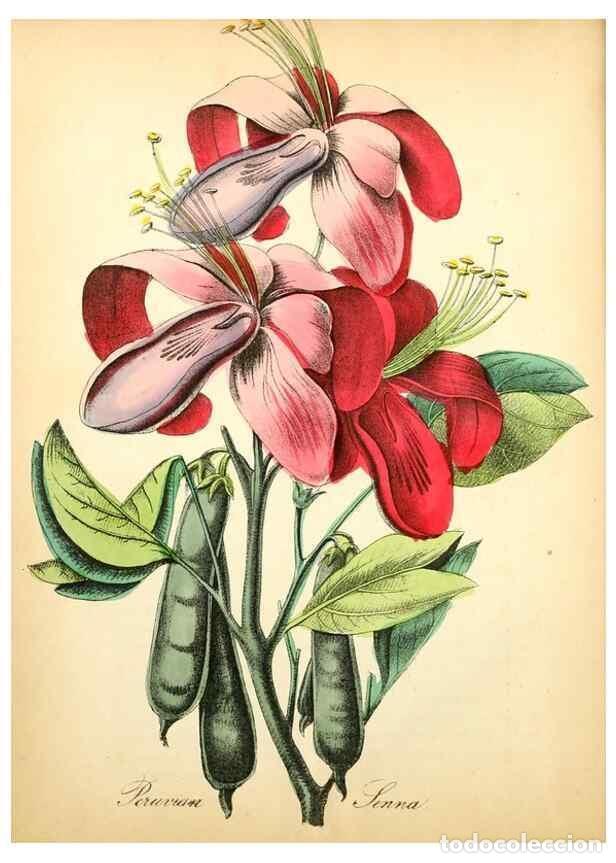 Collectionnisme de Revues et Journaux: Reproducci&oacute;n/Reproduction 8079580063: The American flora :. New York :Hull & Spencer,1855. - Strong,