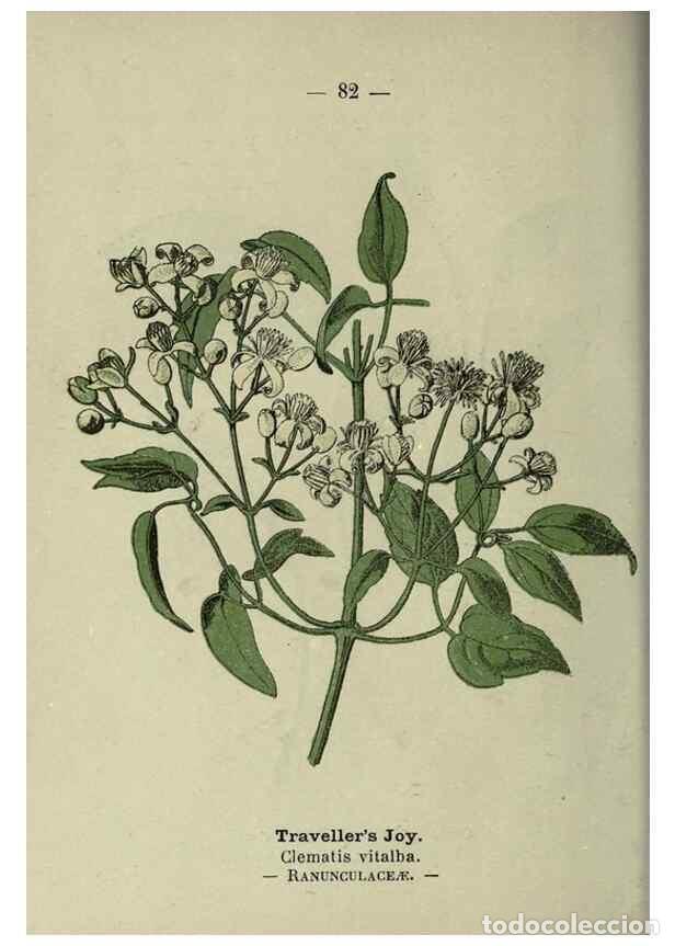 Colecionismo de Revistas e Jornais: Reproducci&oacute;n/Reproduction 8746660013: Wayside and woodland blossoms :. London ;F. Warne,1895. - Step
