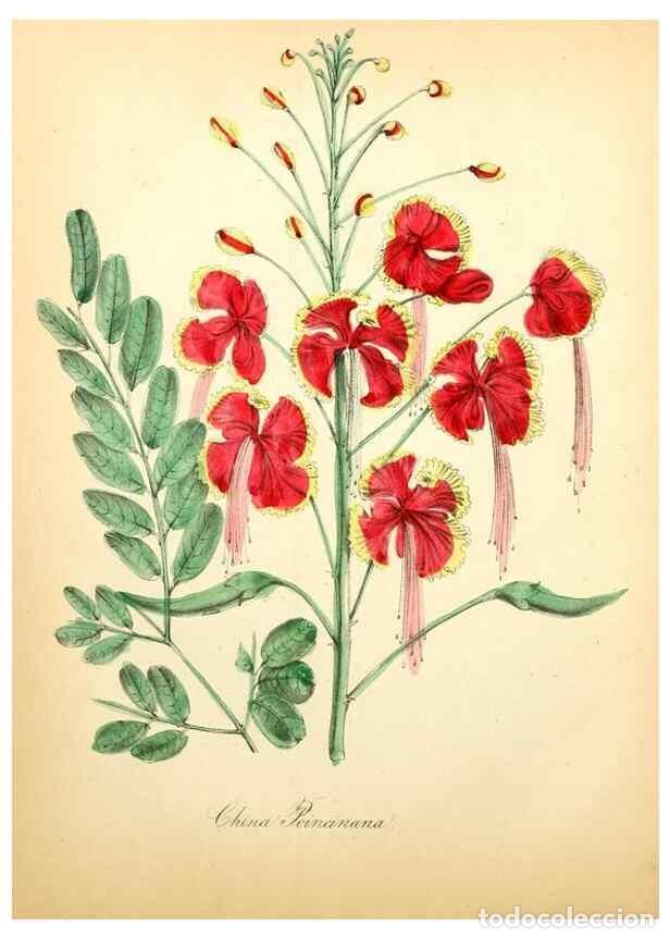 Coleccionismo de Revistas y Peri&oacute;dicos: Reproducci&oacute;n/Reproduction 8079577870: The American flora :. New York :Hull & Spencer,1855. - Strong,