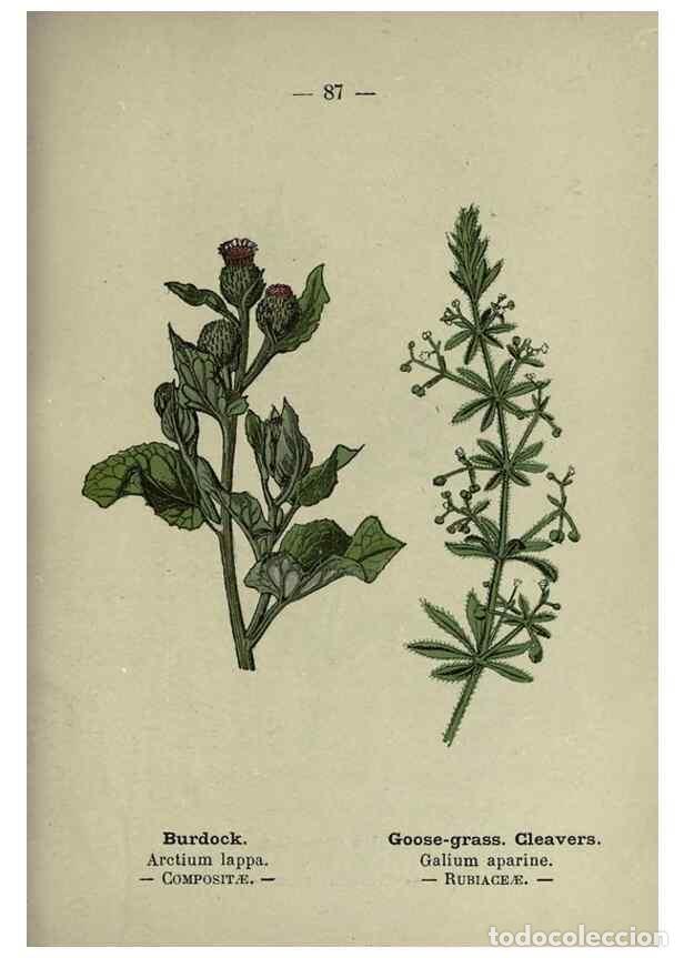 Colecionismo de Revistas e Jornais: Reproducci&oacute;n/Reproduction 8747783298: Wayside and woodland blossoms :. London ;F. Warne,1895. - Step