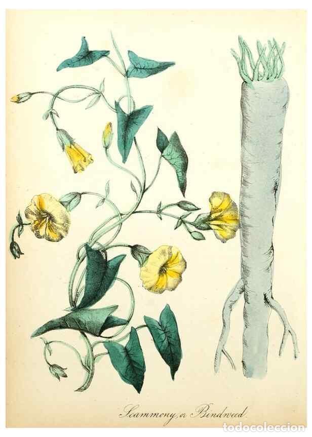 Sammeln von Zeitschriften und Zeitungen: Reproducci&oacute;n/Reproduction 8079585583: The American flora :. New York :Hull & Spencer,1855. - Strong,