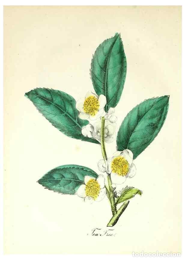 Sammeln von Zeitschriften und Zeitungen: Reproducci&oacute;n/Reproduction 8079587217: The American flora :. New York :Hull & Spencer,1855. - Strong,