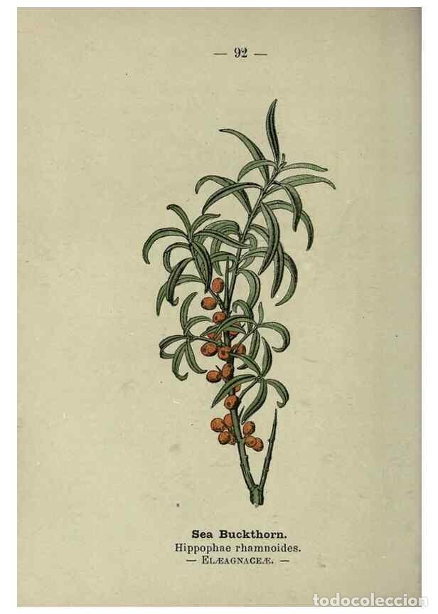 Colecionismo de Revistas e Jornais: Reproducci&oacute;n/Reproduction 8747785454: Wayside and woodland blossoms :. London ;F. Warne,1895. - Step
