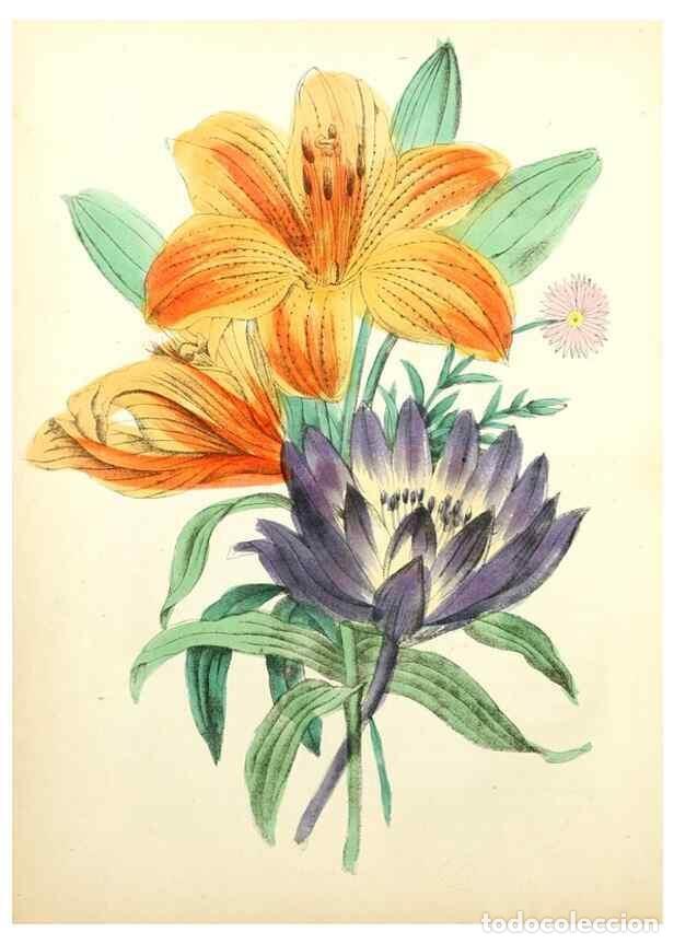 Coleccionismo de Revistas y Peri&oacute;dicos: Reproducci&oacute;n/Reproduction 8079581831: The American flora :. New York :Hull & Spencer,1855. - Strong,