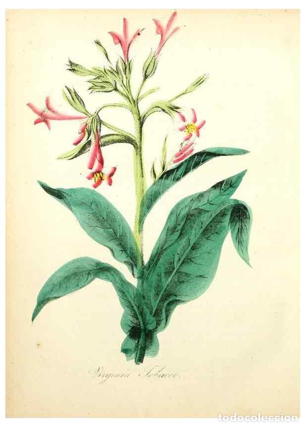 Collezionismo di Riviste e Giornali: Reproducci&oacute;n/Reproduction 8079583882: The American flora :. New York :Hull & Spencer,1855. - Strong,