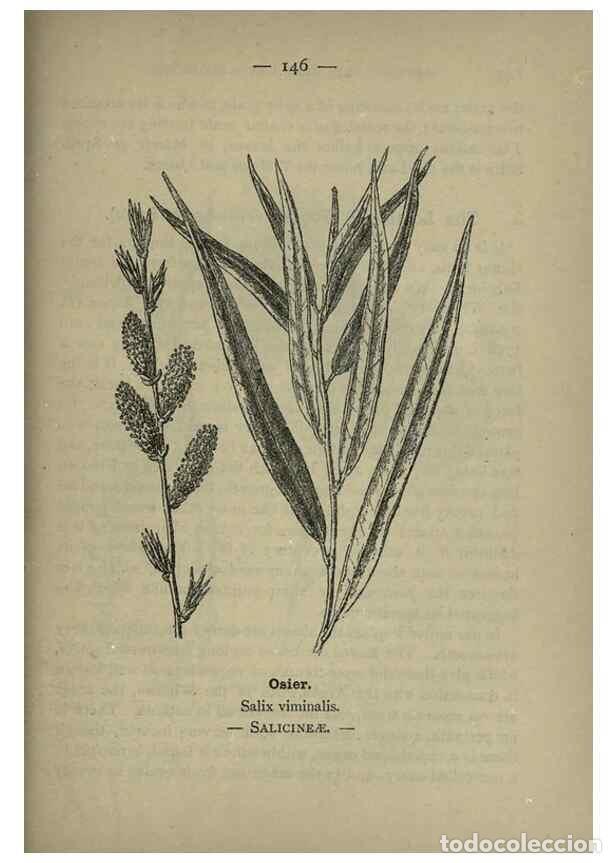 Sammeln von Zeitschriften und Zeitungen: Reproducci&oacute;n/Reproduction 8747808722: Wayside and woodland blossoms :. London ;F. Warne,1895. - Step
