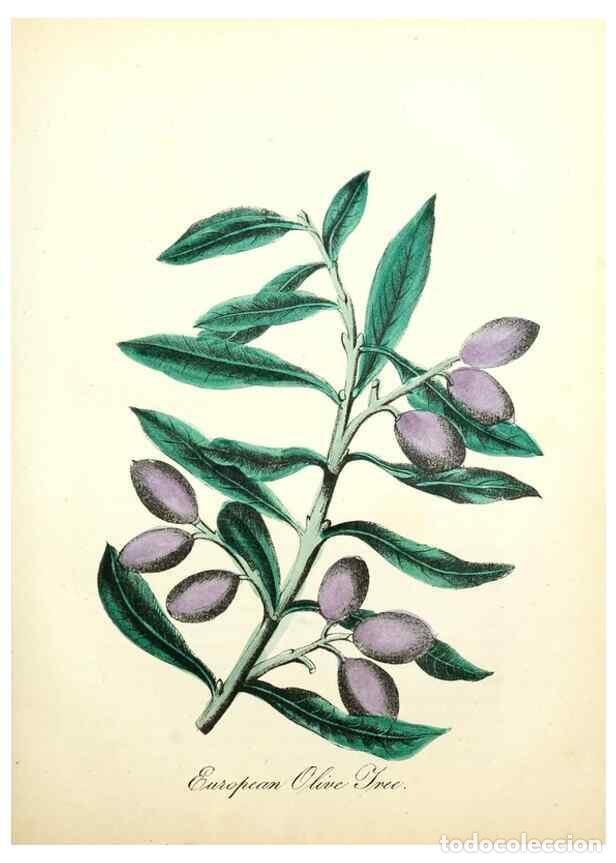 Sammeln von Zeitschriften und Zeitungen: Reproducci&oacute;n/Reproduction 8079584184: The American flora :. New York :Hull & Spencer,1855. - Strong,