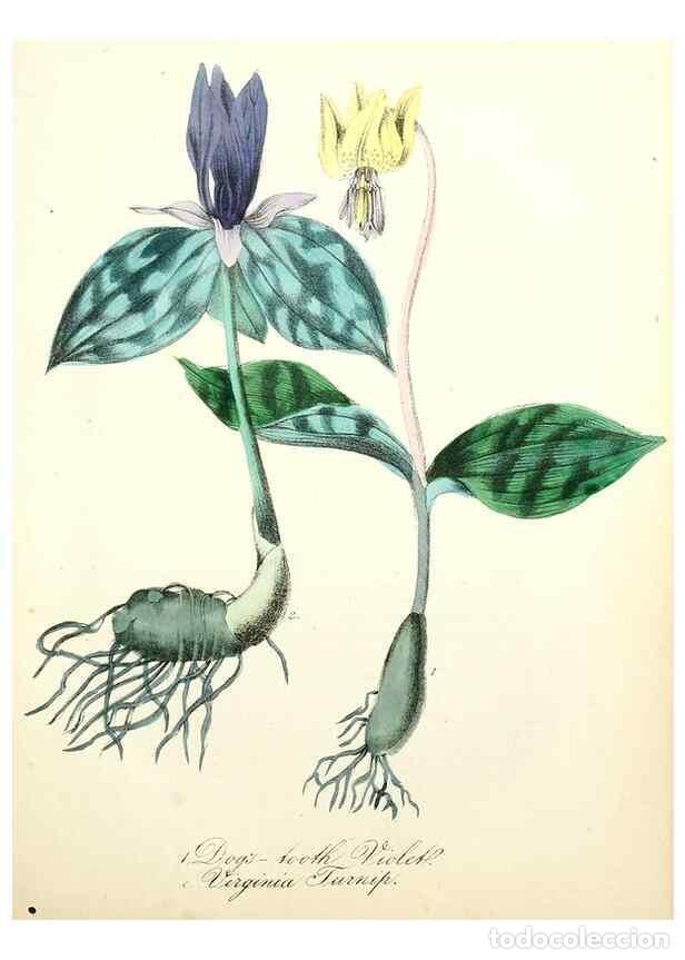 Colecionismo de Revistas e Jornais: Reproducci&oacute;n/Reproduction 8079582752: The American flora :. New York :Hull & Spencer,1855. - Strong,