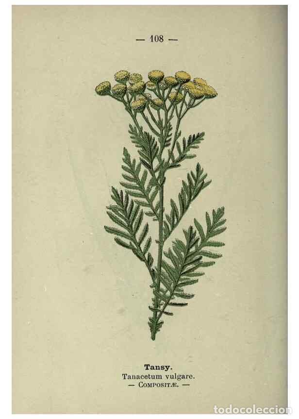 Colecionismo de Revistas e Jornais: Reproducci&oacute;n/Reproduction 8747792890: Wayside and woodland blossoms :. London ;F. Warne,1895. - Step