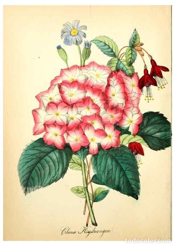Colecionismo de Revistas e Jornais: Reproducci&oacute;n/Reproduction 8079580353: The American flora :. New York :Hull & Spencer,1855. - Strong,