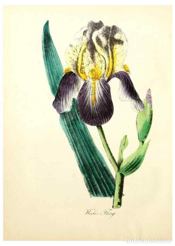 Colecionismo de Revistas e Jornais: Reproducci&oacute;n/Reproduction 8079591587: The American flora :. New York :Hull & Spencer,1855. - Strong,