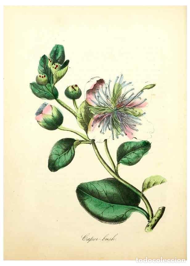 Collectionnisme de Revues et Journaux: Reproducci&oacute;n/Reproduction 8079593217: The American flora :. New York :Hull & Spencer,1855. - Strong,