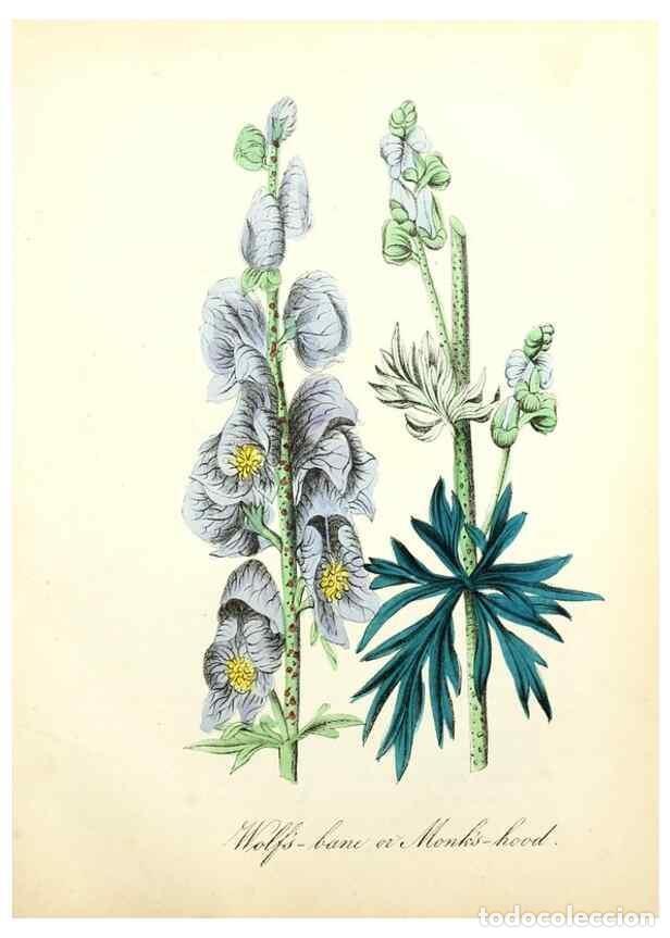 Collection Magazines and Newspapers: Reproducci&oacute;n/Reproduction 8079588459: The American flora :. New York :Hull & Spencer,1855. - Strong,