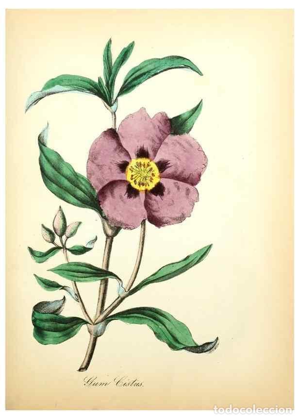 Colecionismo de Revistas e Jornais: Reproducci&oacute;n/Reproduction 8079593513: The American flora :. New York :Hull & Spencer,1855. - Strong,