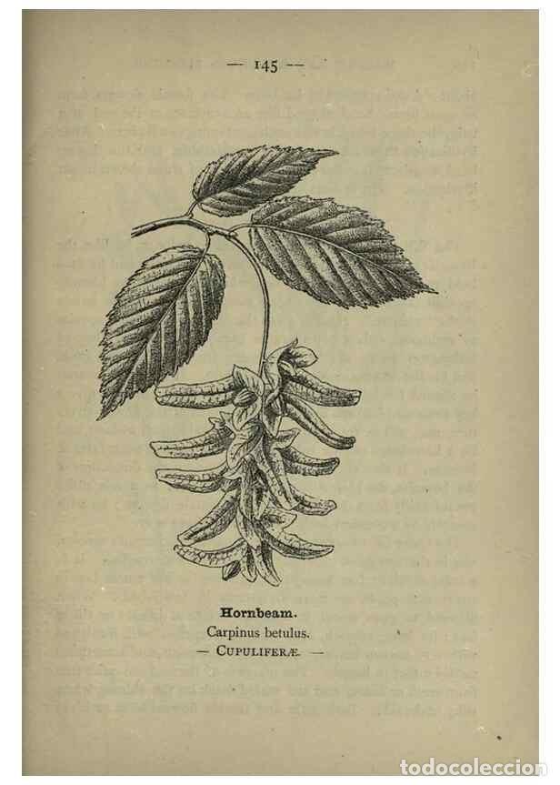 Sammeln von Zeitschriften und Zeitungen: Reproducci&oacute;n/Reproduction 8746687791: Wayside and woodland blossoms :. London ;F. Warne,1895. - Step