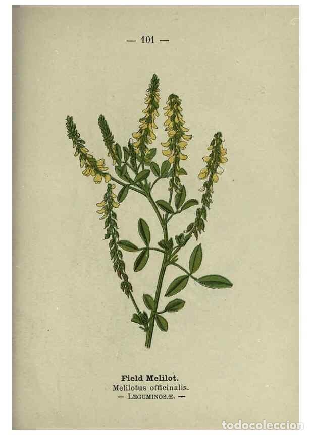 Collectionnisme de Revues et Journaux: Reproducci&oacute;n/Reproduction 8746669297: Wayside and woodland blossoms :. London ;F. Warne,1895. - Step