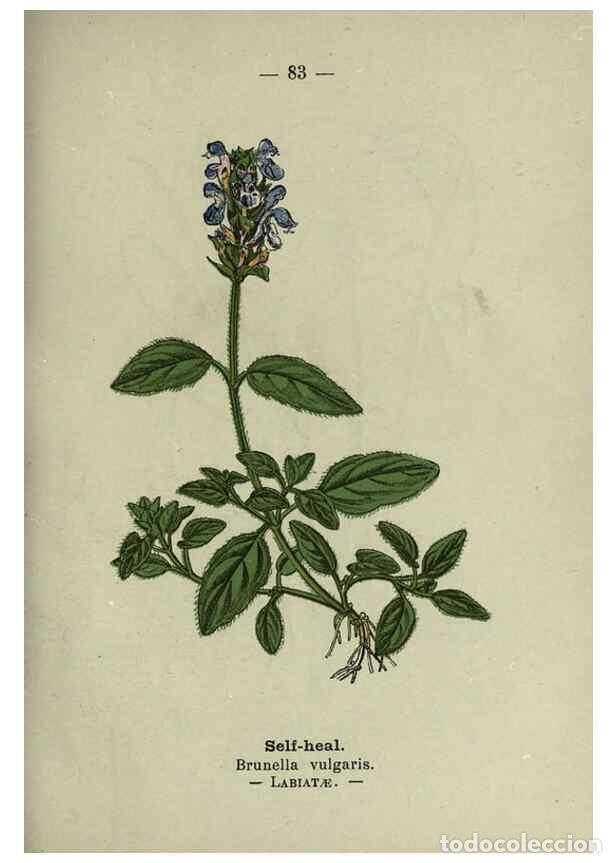 Coleccionismo de revistas y peri&oacute;dicos: Reproducci&oacute;n/Reproduction 8746660497: Wayside and woodland blossoms :. London ;F. Warne,1895. - Step