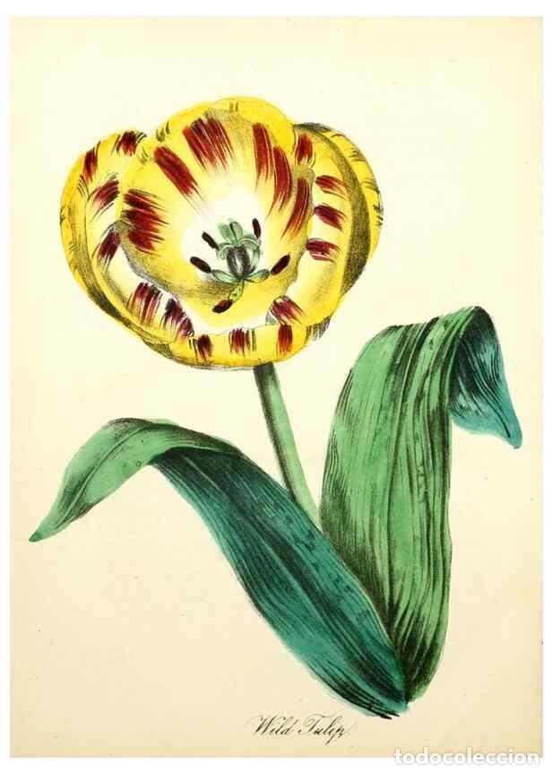 Coleccionismo de Revistas y Peri&oacute;dicos: Reproducci&oacute;n/Reproduction 8079588424: The American flora :. New York :Hull & Spencer,1855. - Strong,