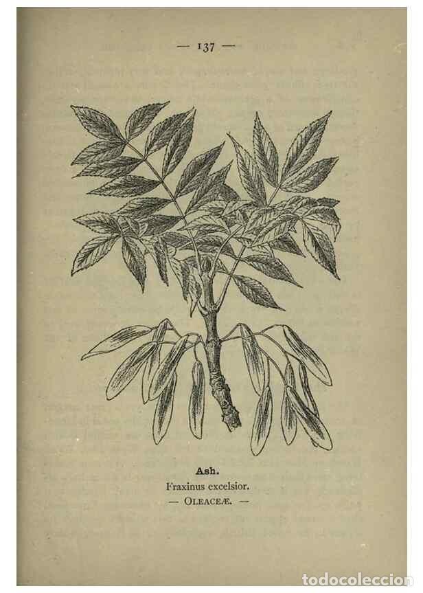 Collection Magazines and Newspapers: Reproducci&oacute;n/Reproduction 8746683911: Wayside and woodland blossoms :. London ;F. Warne,1895. - Step