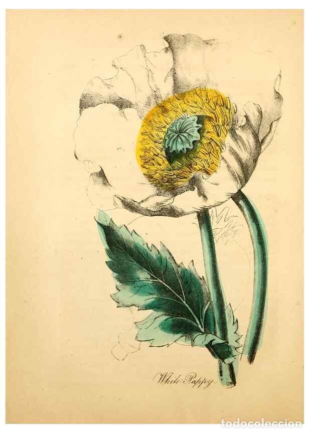 Colecionismo de Revistas e Jornais: Reproducci&oacute;n/Reproduction 8079590663: The American flora :. New York :Hull & Spencer,1855. - Strong,