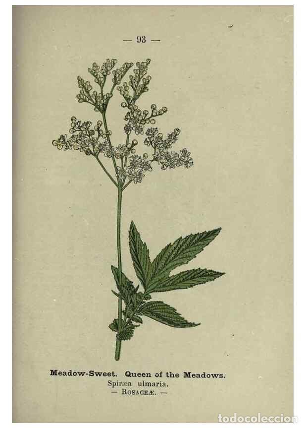 Collection Magazines and Newspapers: Reproducci&oacute;n/Reproduction 8747785910: Wayside and woodland blossoms :. London ;F. Warne,1895. - Step