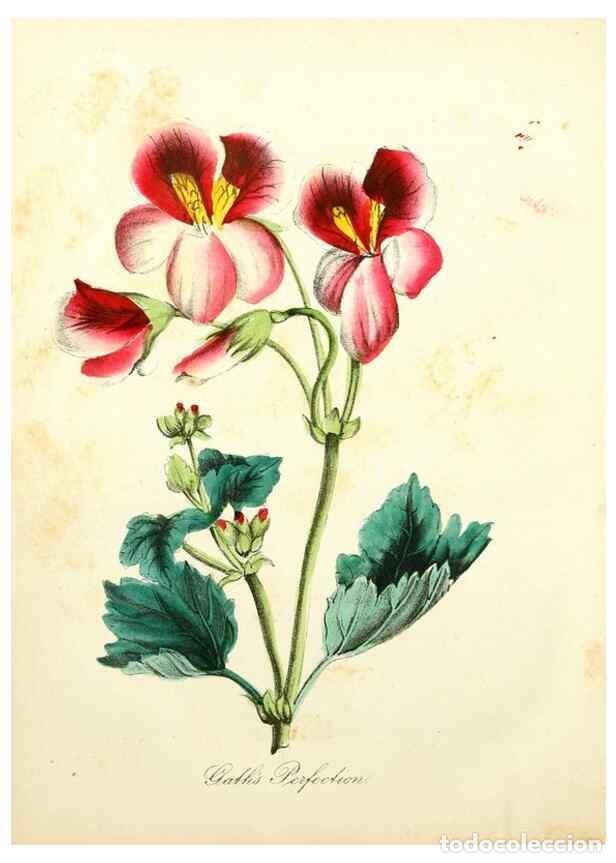 Coleccionismo de Revistas y Peri&oacute;dicos: Reproducci&oacute;n/Reproduction 8079586090: The American flora :. New York :Hull & Spencer,1855. - Strong,