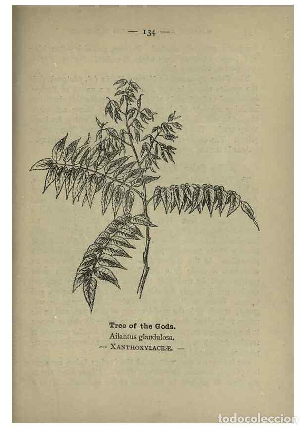Colecionismo de Revistas e Jornais: Reproducci&oacute;n/Reproduction 8746682521: Wayside and woodland blossoms :. London ;F. Warne,1895. - Step