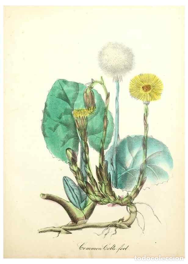 Collectionnisme de Revues et Journaux: Reproducci&oacute;n/Reproduction 8079593833: The American flora :. New York :Hull & Spencer,1855. - Strong,
