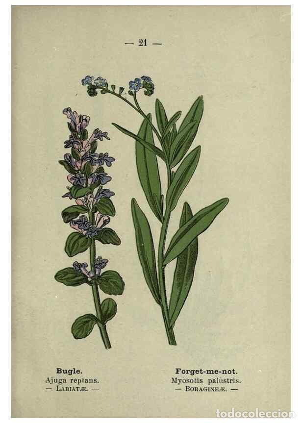 Sammeln von Zeitschriften und Zeitungen: Reproducci&oacute;n/Reproduction 8747749894: Wayside and woodland blossoms :. London ;F. Warne,1895. - Step