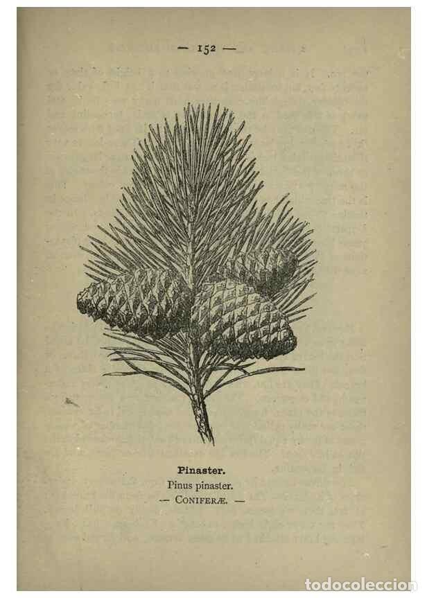Collectionnisme de Revues et Journaux: Reproducci&oacute;n/Reproduction 8747811518: Wayside and woodland blossoms :. London ;F. Warne,1895. - Step