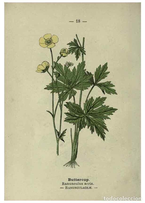 Colecionismo de Revistas e Jornais: Reproducci&oacute;n/Reproduction 8747748206: Wayside and woodland blossoms :. London ;F. Warne,1895. - Step