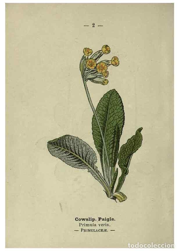 Collectionnisme de Revues et Journaux: Reproducci&oacute;n/Reproduction 8747741232: Wayside and woodland blossoms :. London ;F. Warne,1895. - Step