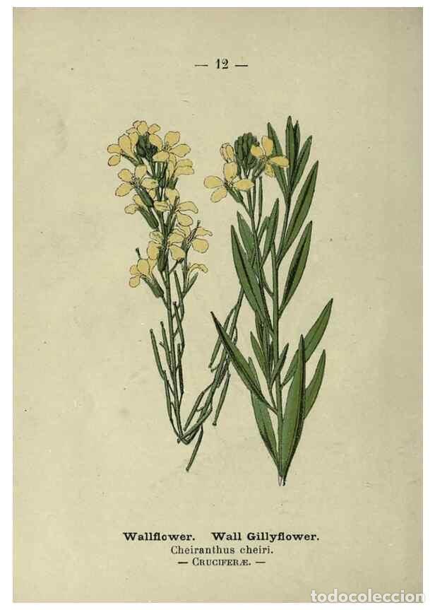 Sammeln von Zeitschriften und Zeitungen: Reproducci&oacute;n/Reproduction 8747745732: Wayside and woodland blossoms :. London ;F. Warne,1895. - Step