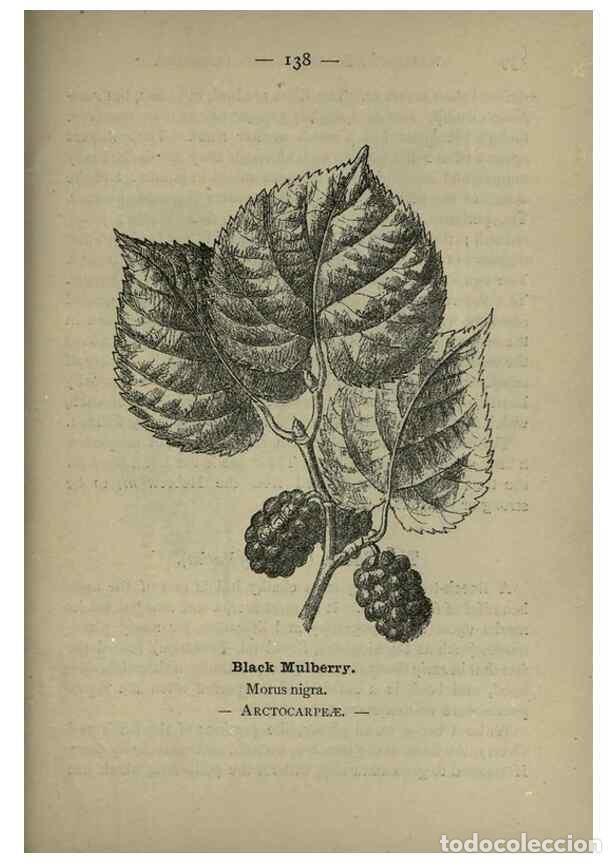 Collection Magazines and Newspapers: Reproducci&oacute;n/Reproduction 8746684343: Wayside and woodland blossoms :. London ;F. Warne,1895. - Step