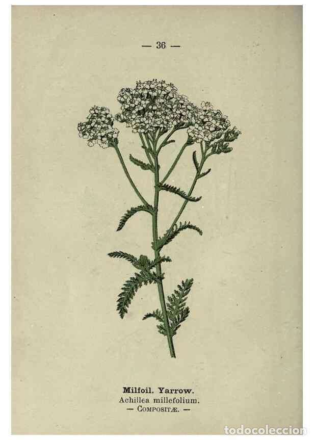 Colecionismo de Revistas e Jornais: Reproducci&oacute;n/Reproduction 8747757758: Wayside and woodland blossoms :. London ;F. Warne,1895. - Step