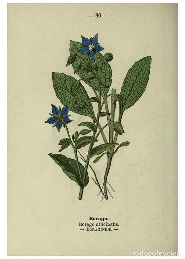 Colecionismo de Revistas e Jornais: Reproducci&oacute;n/Reproduction 8746659061: Wayside and woodland blossoms :. London ;F. Warne,1895. - Step