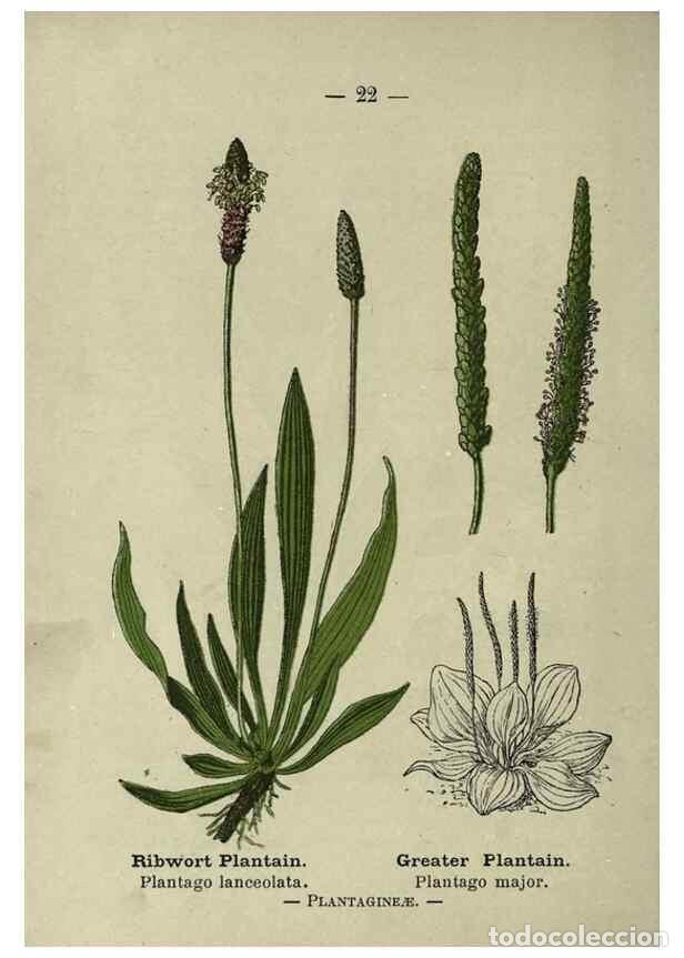 Sammeln von Zeitschriften und Zeitungen: Reproducci&oacute;n/Reproduction 8746630125: Wayside and woodland blossoms :. London ;F. Warne,1895. - Step