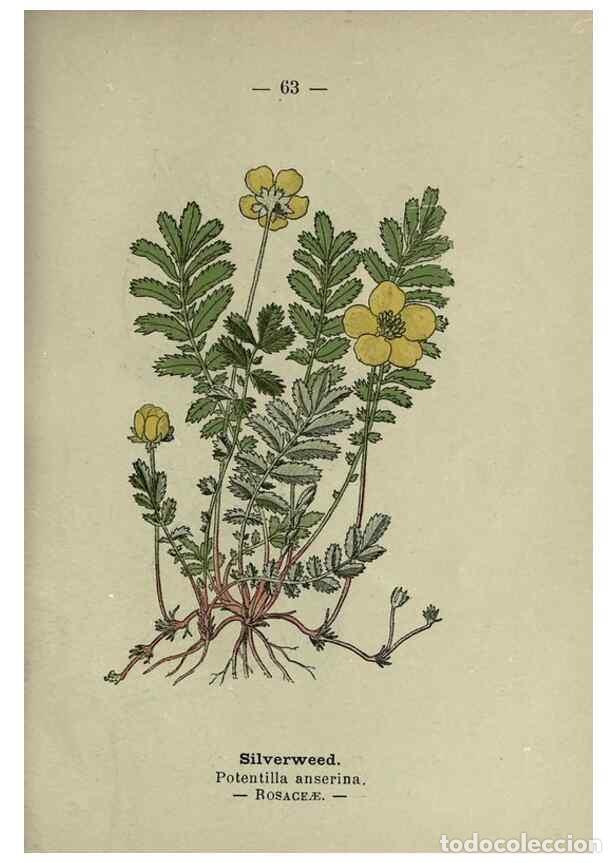 Sammeln von Zeitschriften und Zeitungen: Reproducci&oacute;n/Reproduction 8746651717: Wayside and woodland blossoms :. London ;F. Warne,1895. - Step