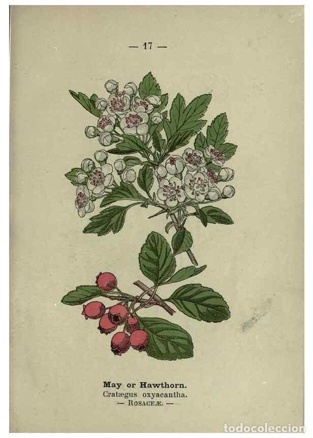 Sammeln von Zeitschriften und Zeitungen: Reproducci&oacute;n/Reproduction 8746627443: Wayside and woodland blossoms :. London ;F. Warne,1895. - Step