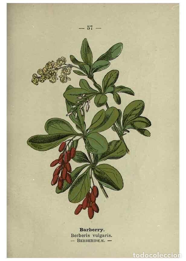 Colecionismo de Revistas e Jornais: Reproducci&oacute;n/Reproduction 8746648969: Wayside and woodland blossoms :. London ;F. Warne,1895. - Step