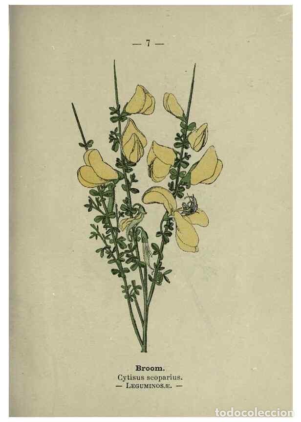 Sammeln von Zeitschriften und Zeitungen: Reproducci&oacute;n/Reproduction 8747743506: Wayside and woodland blossoms :. London ;F. Warne,1895. - Step