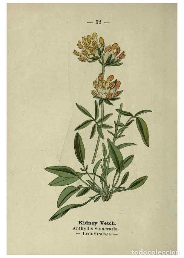 Collectionnisme de Revues et Journaux: Reproducci&oacute;n/Reproduction 8746646349: Wayside and woodland blossoms :. London ;F. Warne,1895. - Step