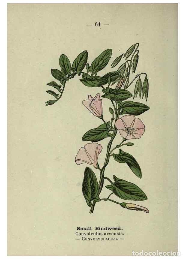 Colecionismo de Revistas e Jornais: Reproducci&oacute;n/Reproduction 8747772518: Wayside and woodland blossoms :. London ;F. Warne,1895. - Step