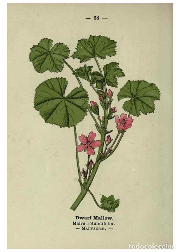 Colecionismo de Revistas e Jornais: Reproducci&oacute;n/Reproduction 8746653775: Wayside and woodland blossoms :. London ;F. Warne,1895. - Step